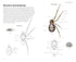 Pocket guide to British Spiders - Richard Lewington 2025